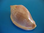 Marginella irrorata